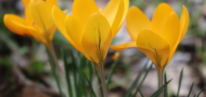 Kwitną krokusy pamięci
